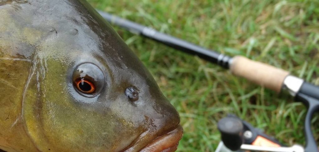 Best Rod For Tench Fishing